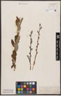Foto von Salix aurita L. x Salix repens L.